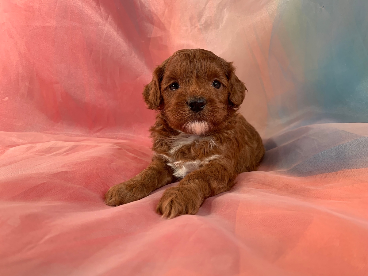 Dark Red and White Mini Bernedoodle Puppy for Sale $1800
